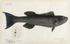 Fish Illustration Poster Print By Mary Evans / Natural History Museum - Item # VARMEL10716229