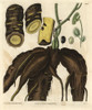 Root Of The Columbo Or Calumba Plant  Cocculus Palmatus Poster Print By ® Florilegius / Mary Evans - Item # VARMEL10934943