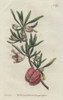 Chinese Lantern Or Cape Aitonia  Nymania Capensis Poster Print By ® Florilegius / Mary Evans - Item # VARMEL10934861