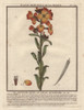 Aegean Wallflower  Erysimum Cheiri Poster Print By ® Florilegius / Mary Evans - Item # VARMEL10935851