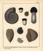 Extinct Fossil Gastropods: Ammonites Humphreysianusà Poster Print By ® Florilegius / Mary Evans - Item # VARMEL10941114