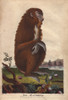 Mandrill  Mandrillus Sphinx Poster Print By ® Florilegius / Mary Evans - Item # VARMEL10941215