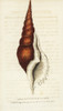 Denticulated Fusee Shell  Tibia Fusus Conch Shell Poster Print By ® Florilegius / Mary Evans - Item # VARMEL10937993