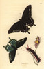 Pipevine Swallowtail Butterfly  Battus Philenor Poster Print By ® Florilegius / Mary Evans - Item # VARMEL10940562