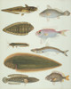 Ls Plate 159 From The John Reeves Collection Poster Print By Mary Evans / Natural History Museum - Item # VARMEL10707408