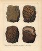 Fossils Of Extinct Astraea Pentagonalis  Aà Poster Print By ® Florilegius / Mary Evans - Item # VARMEL10941124