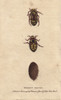 Morron Beetle Of New South Wales  Australiaà Poster Print By ® Florilegius / Mary Evans - Item # VARMEL10941048