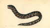 Little Banded Eel Or Chain Moray  Echidna Catenata Poster Print By ® Florilegius / Mary Evans - Item # VARMEL10940433