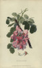 Bristly Locust Tree  Robinia Hispida Poster Print By ® Florilegius / Mary Evans - Item # VARMEL10936748