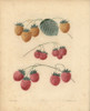 Raspberry Varieties Poster Print By ® Florilegius / Mary Evans - Item # VARMEL10935680