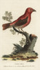 Crossbill  Loxia Curvirostra Poster Print By ® Florilegius / Mary Evans - Item # VARMEL10937805