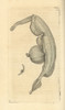 Sea Snail  Pterotrachea Coronata Poster Print By ® Florilegius / Mary Evans - Item # VARMEL10940454