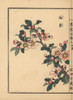 Hall Crab Apple  Malus Halliana Poster Print By ® Florilegius / Mary Evans - Item # VARMEL10938703