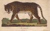 Leopard  Panthera Pardus Poster Print By ® Florilegius / Mary Evans - Item # VARMEL10941210