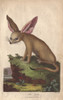 Zerda Or Fennec Fox  Vulpes Zerda Poster Print By ® Florilegius / Mary Evans - Item # VARMEL10941237