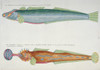 Colourful Illustration Of Two Fish Poster Print By Mary Evans / Natural History Museum - Item # VARMEL10708295