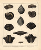 Fossils Of Extinct Sea Snails Or The Silurianà Poster Print By ® Florilegius / Mary Evans - Item # VARMEL10941080