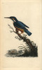 Common Kingfisher  Alcedo Atthis Poster Print By ® Florilegius / Mary Evans - Item # VARMEL10936217