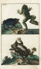 Creole Frog  American Toad And Surinam Horned Frog Poster Print By ® Florilegius / Mary Evans - Item # VARMEL10941738