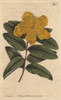 Large Flowered St John'S Wort With Yellow Flowersà Poster Print By ® Florilegius / Mary Evans - Item # VARMEL10934846