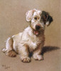 Sealyham Terrier Poster Print By Mary Evans Picture Library - Item # VARMEL10214530