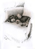 Dachshund Puppy Lying On A Chair Poster Print By Mary Evans Picture Library - Item # VARMEL10957342