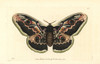 Great Peacock Moth  Saturnia Pyri Poster Print By ® Florilegius / Mary Evans - Item # VARMEL10940672