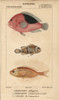 Saddle Anemonefish  Three-Band Anemonefishà Poster Print By ® Florilegius / Mary Evans - Item # VARMEL10938407