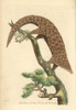 Five-Toed Manis  Chinese Pangolin  Or Scalyà Poster Print By ® Florilegius / Mary Evans - Item # VARMEL10940235
