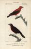 Summer Tanager  Piranga Rubra  And Jacapa Orà Poster Print By ® Florilegius / Mary Evans - Item # VARMEL10938912