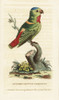 Blue-Crowned Hanging-Parrot  Loriculus Galgulus Poster Print By ® Florilegius / Mary Evans - Item # VARMEL10937806