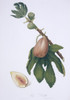 Ficus Carica  Fig Poster Print By Mary Evans / Natural History Museum - Item # VARMEL10706850