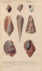 Tropical Shells Including Colombella  Buccinumà Poster Print By ® Florilegius / Mary Evans - Item # VARMEL10940953