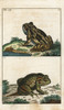 Common Toad  Bufo Bufo Poster Print By ® Florilegius / Mary Evans - Item # VARMEL10941766