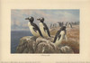 Great Auk  Pinguinus Impennis  Large  Flightlessà Poster Print By ® Florilegius / Mary Evans - Item # VARMEL10937704