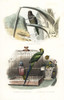 Monk Parakeet  Red-Breasted Parakeet And Rose-Ringedà Poster Print By ® Florilegius / Mary Evans - Item # VARMEL10935758