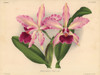 Mr Paul Otlet'S Laeliocattleya Hybrid Orchid Poster Print By ® Florilegius / Mary Evans - Item # VARMEL10939354