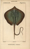 Common Stingray  Dasyatis Pastinaca Poster Print By ® Florilegius / Mary Evans - Item # VARMEL10938388