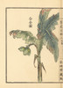 Bashou Or Japanese Banana Tree  Musa Basjoo Poster Print By ® Florilegius / Mary Evans - Item # VARMEL10938734