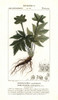 Dorstenia Contrajerva Poster Print By ® Florilegius / Mary Evans - Item # VARMEL10936153