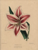 Hybrid Amaryllis With Striped Crimson And Whiteà Poster Print By ® Florilegius / Mary Evans - Item # VARMEL10936801
