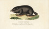 Cape Dune Mole Rat  Bathyergus Suillus Poster Print By ® Florilegius / Mary Evans - Item # VARMEL10937860