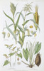 Plants Used As Food Poster Print By Mary Evans / Natural History Museum - Item # VARMEL10707467