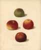 Apple Varieties  Malus Domestica Poster Print By ® Florilegius / Mary Evans - Item # VARMEL10935717