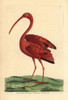 Scarlet Ibis  Eudocimus Ruber Poster Print By ® Florilegius / Mary Evans - Item # VARMEL10940245