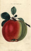 Fruit And Leaves Of Kirke'S Scarlet Admirableà Poster Print By ® Florilegius / Mary Evans - Item # VARMEL10939389