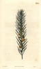 Needle-Leaved Daviesia  Daviesia Acicularis Poster Print By ® Florilegius / Mary Evans - Item # VARMEL10934432