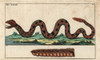 Ground Rattlesnake  Sistrurus Miliarius Poster Print By ® Florilegius / Mary Evans - Item # VARMEL10941753