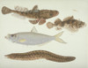 Plate 141 From The John Reeves Collection Poster Print By Mary Evans / Natural History Museum - Item # VARMEL10707328