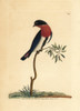 Swallow Warbler  Dicaeum Hirundinaceum Poster Print By ® Florilegius / Mary Evans - Item # VARMEL10940240